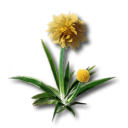 Fluffed_Jincao.png