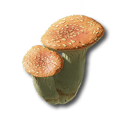 薄紅茸